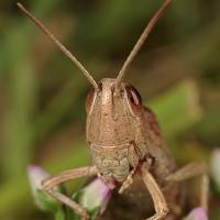 Lesser Marsh Grasshopper 